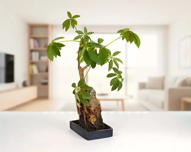 schefflera in office setting