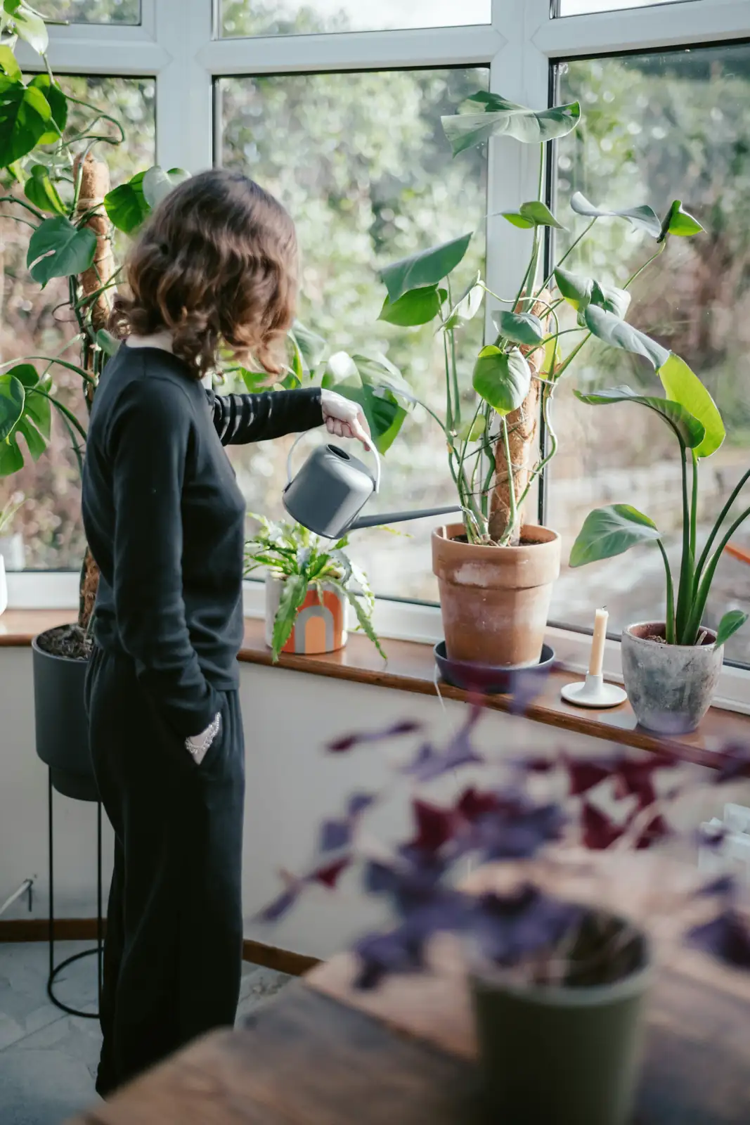 schefflera care indoor plant