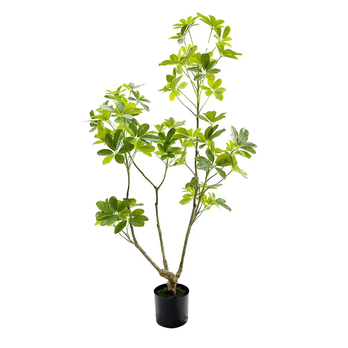 schefflera with modern furniture