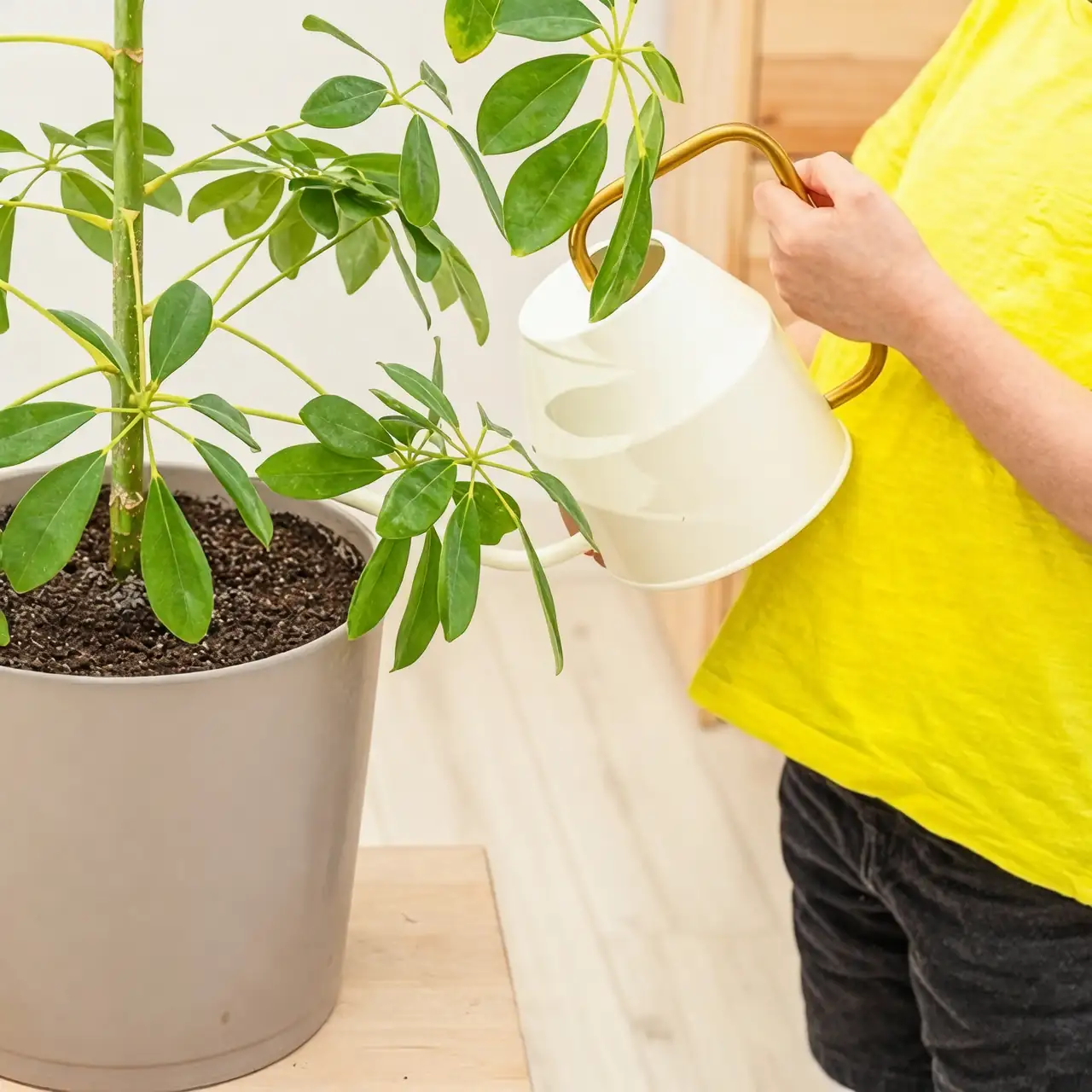 schefflera care watering