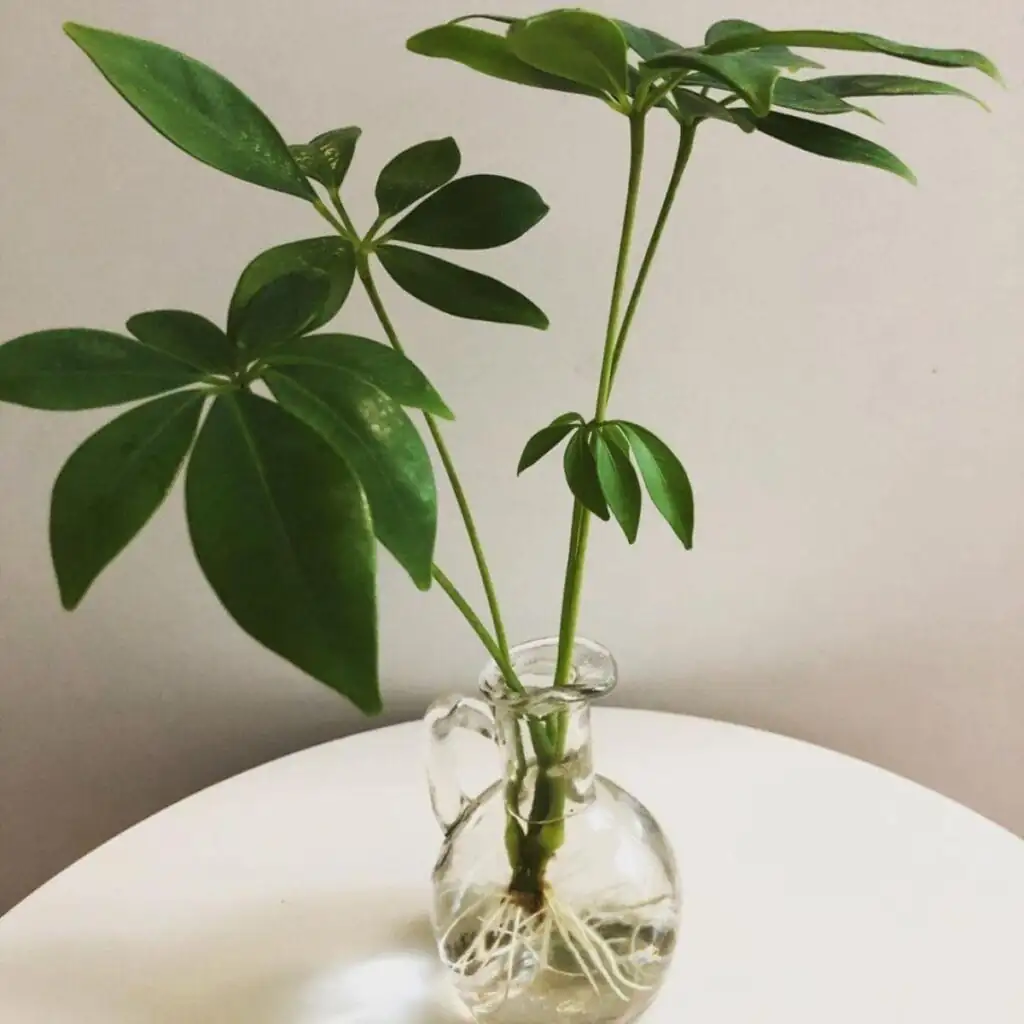 schefflera cutting propagation tools