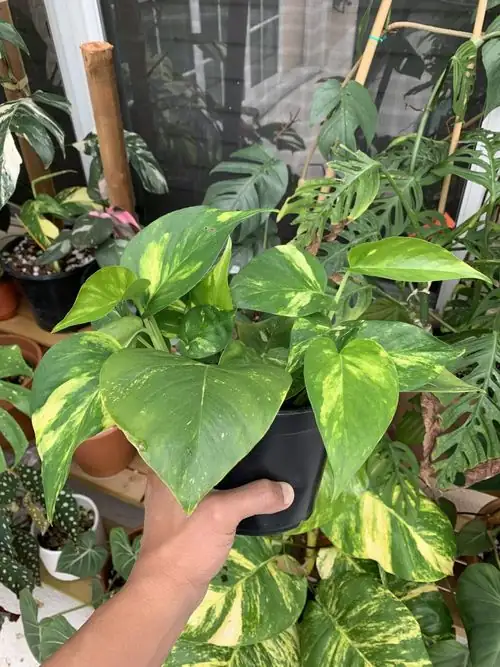 schefflera propagation in perlite