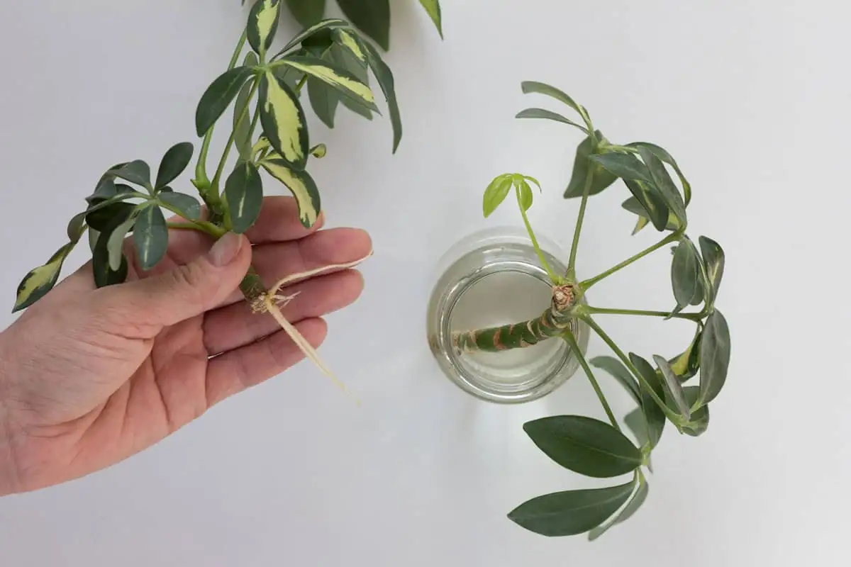 schefflera water propagation roots