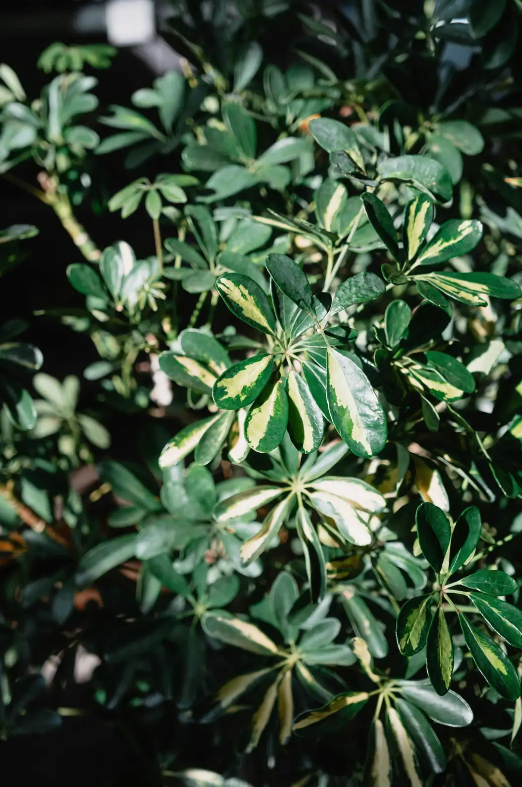 schefflera leaves close-up