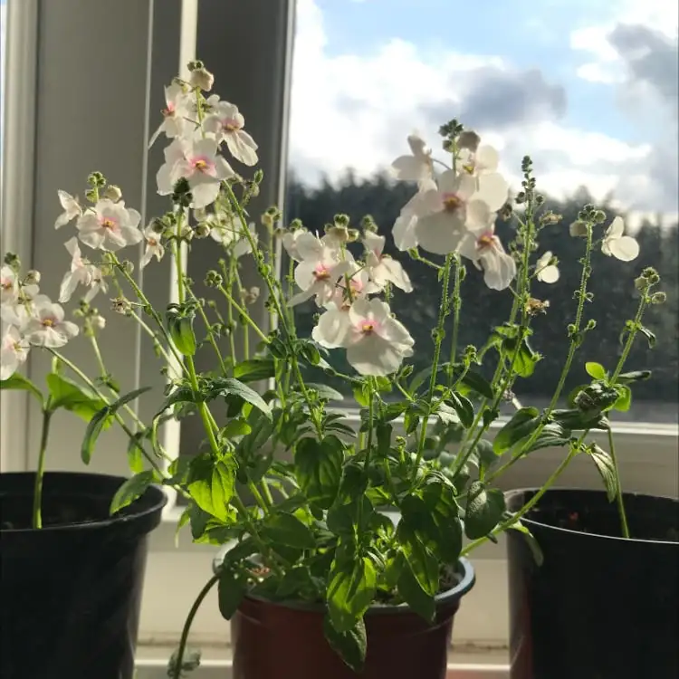 snapdragon on sunny windowsill
