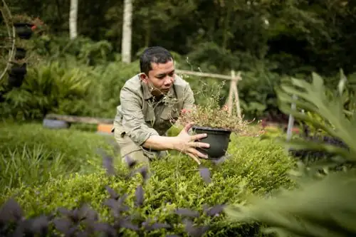 watering snapdragon plant