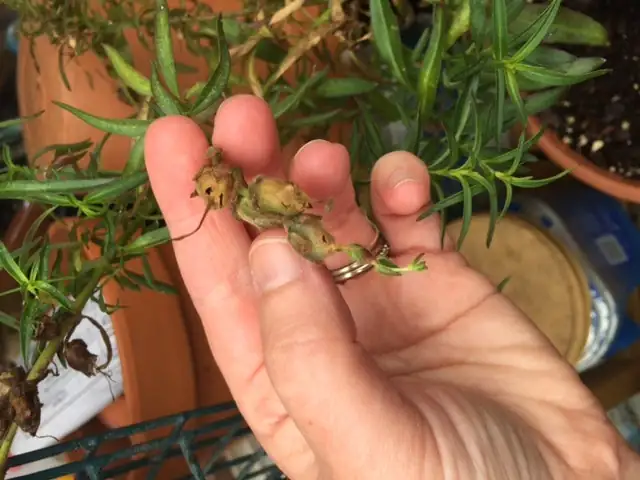 pruning snapdragon plant