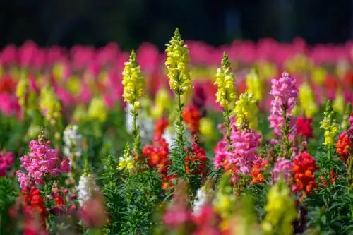 金鱼草的护花秘籍：如何防止蚜虫和灰霉病的侵袭