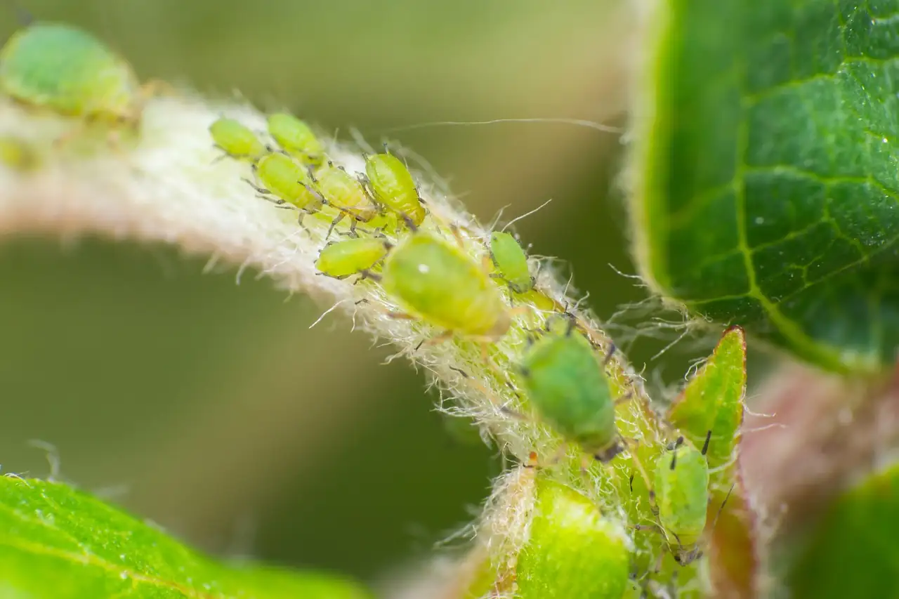 snapdragon aphid infestation close-up