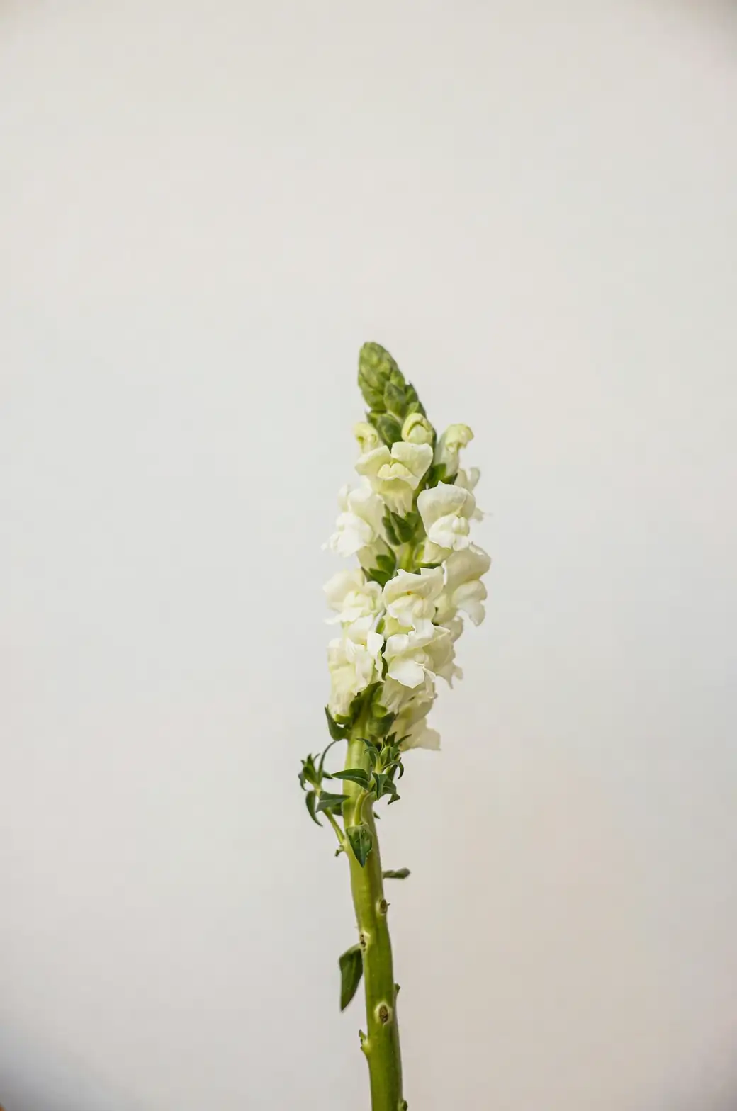 snapdragon flower close-up
