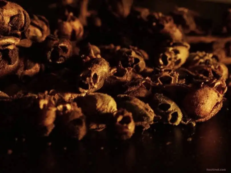 snapdragon seed pods skull shape