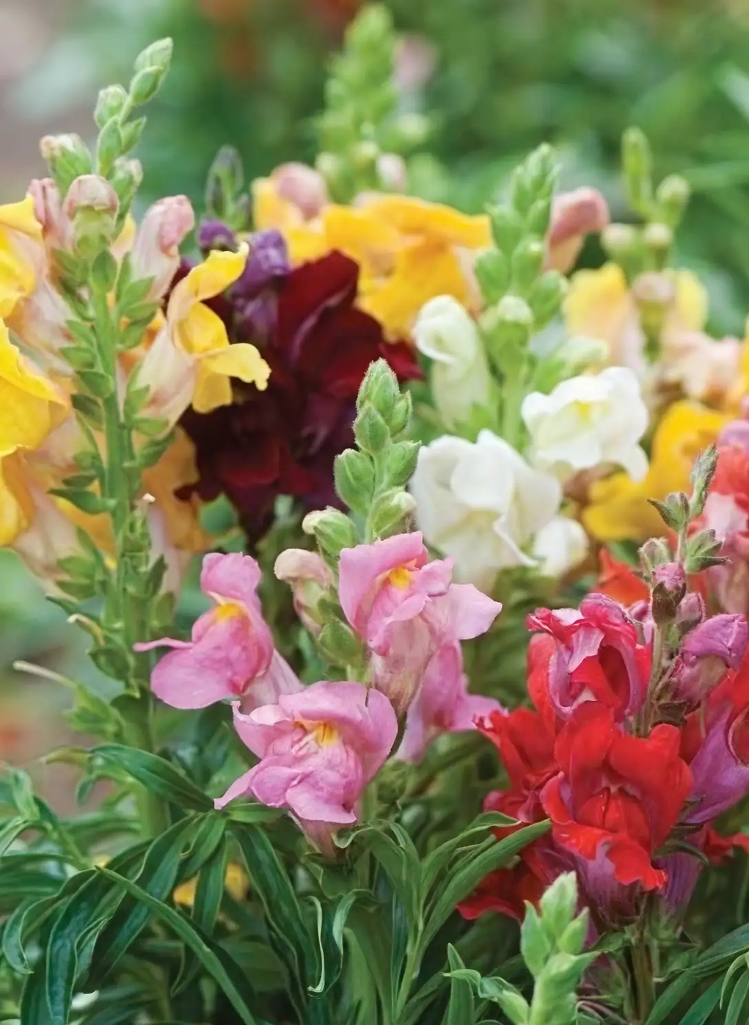 colorful snapdragon flowers variety