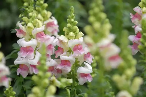 snapdragon flowers in garden