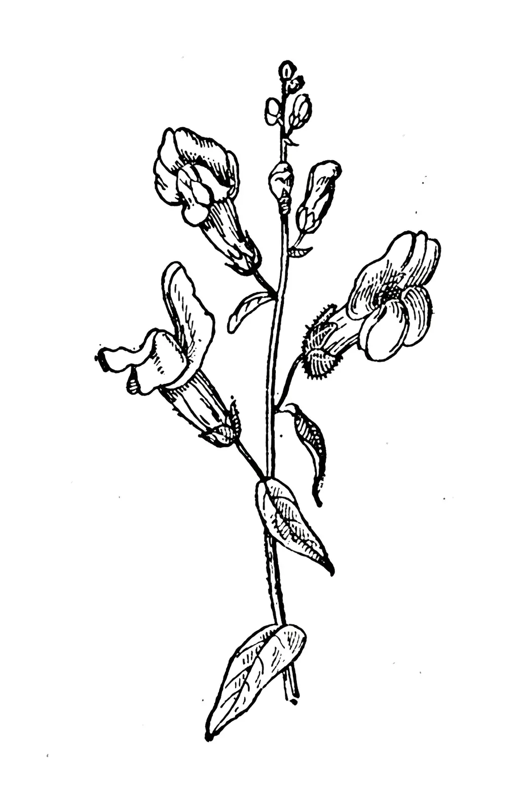 snapdragon historical illustration