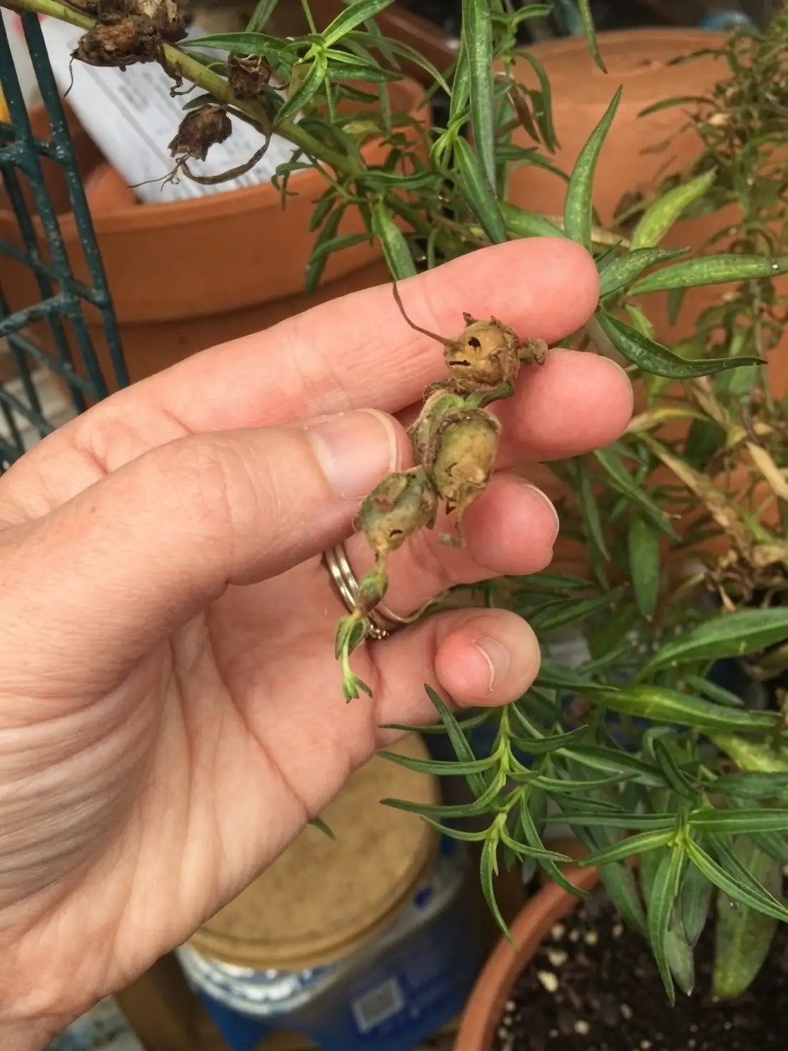 snapdragon cuttings propagation