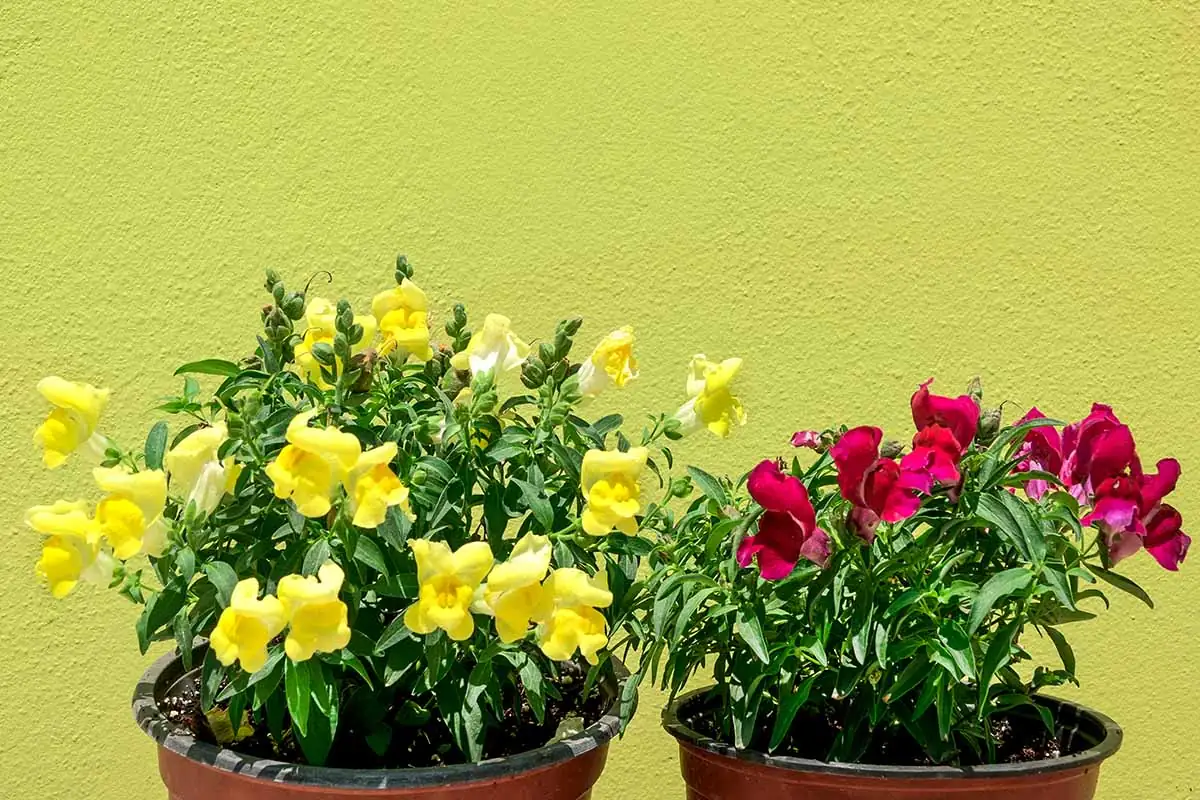 snapdragon varieties in pots