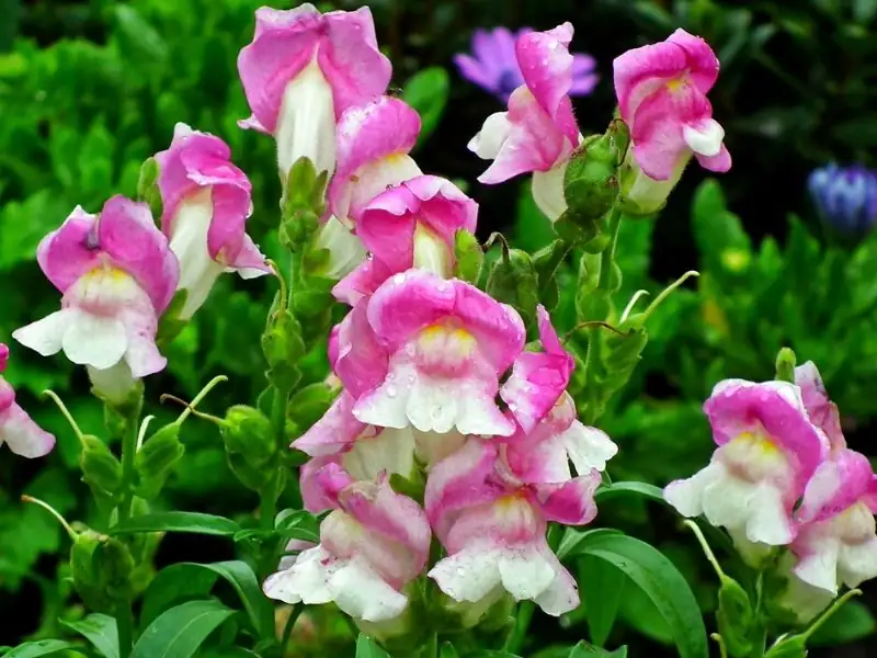 snapdragon and ivy combination