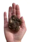 Caladium tuber sprouting in spring
