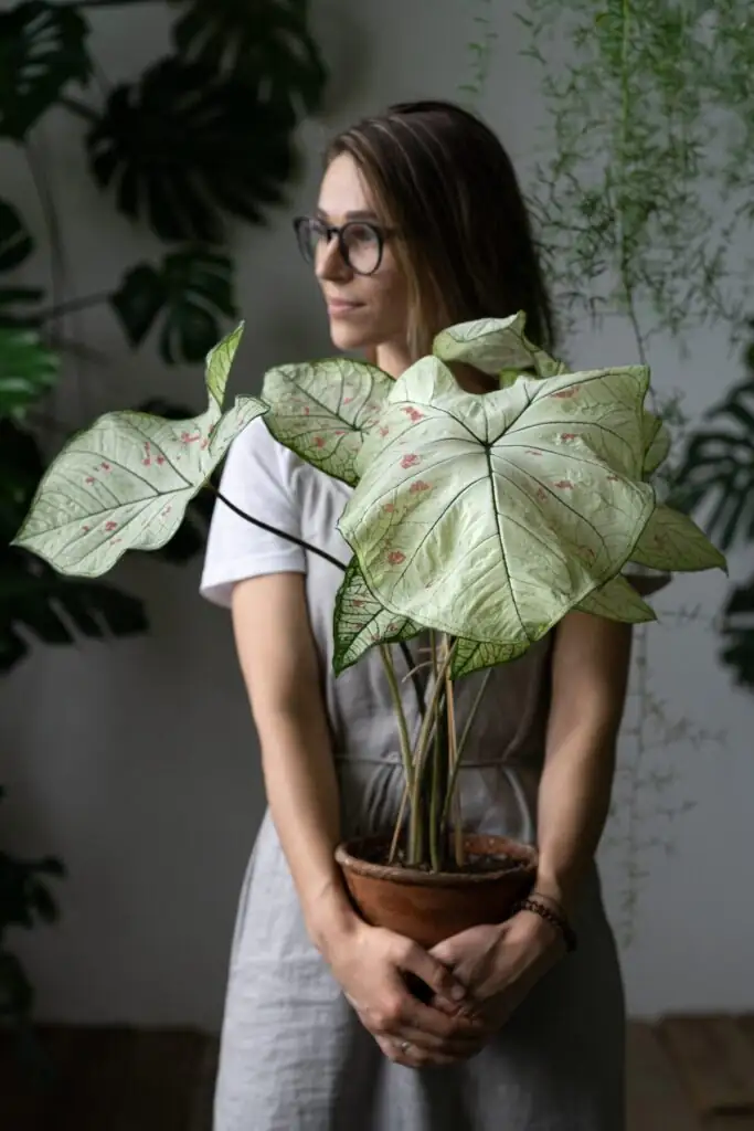 Caladium as home decor
