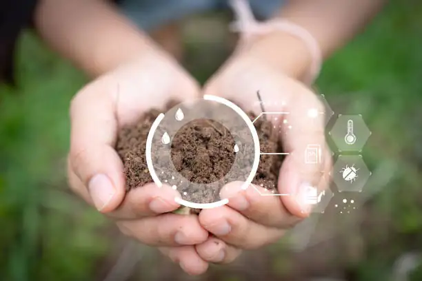 philodendron soil mix preparation