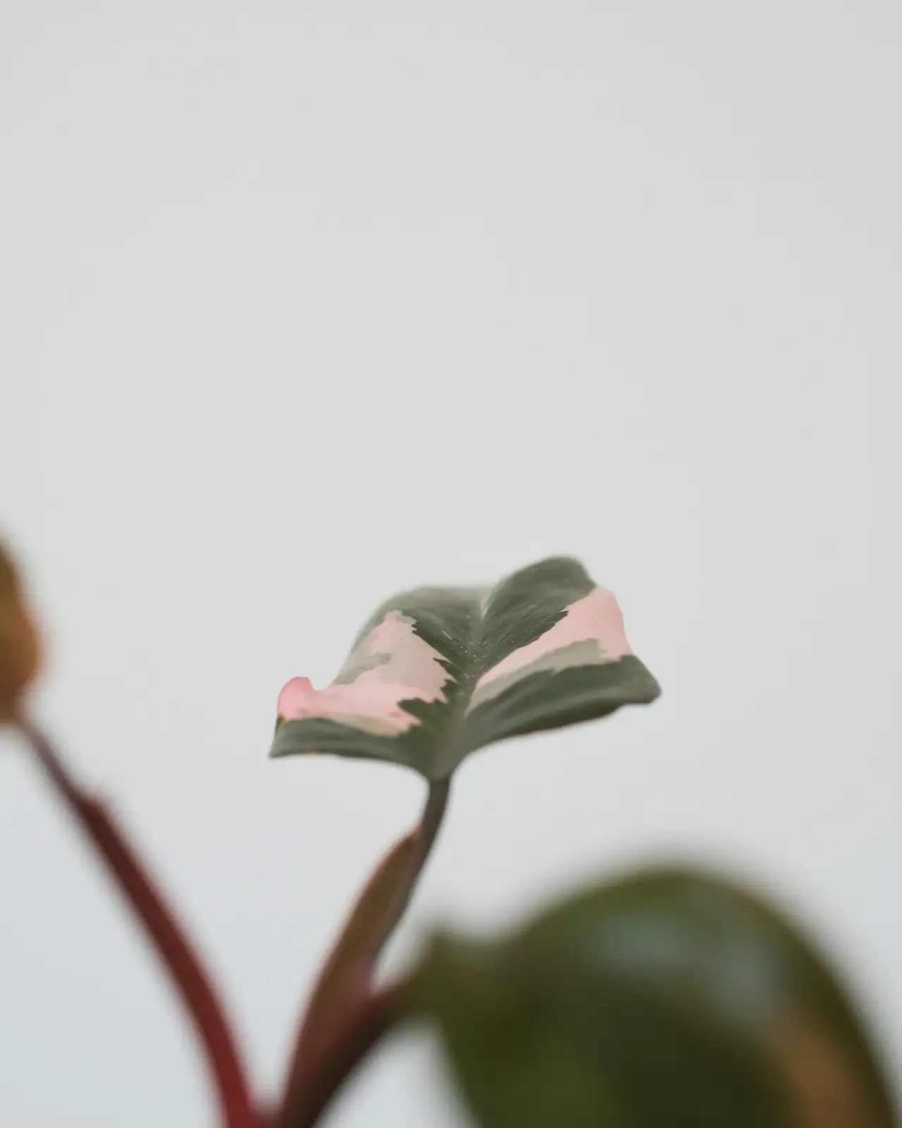 小心这些小虫子！粉公主喜林芋的防虫妙招