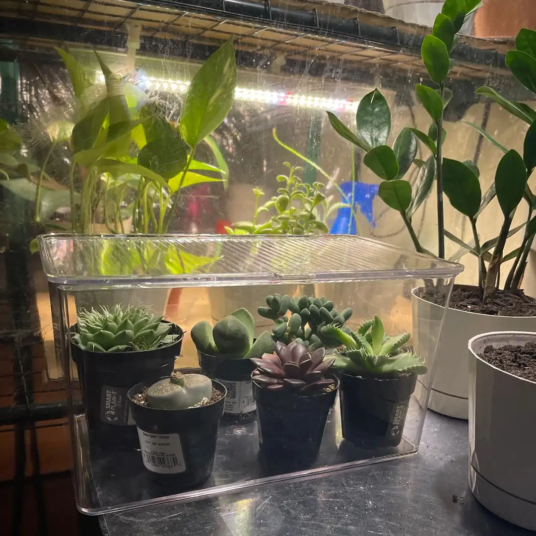 plant quarantine indoor setup