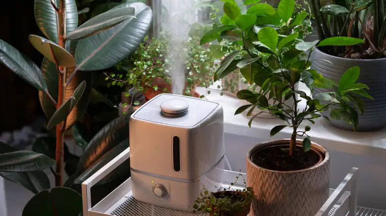 humidifier near houseplants