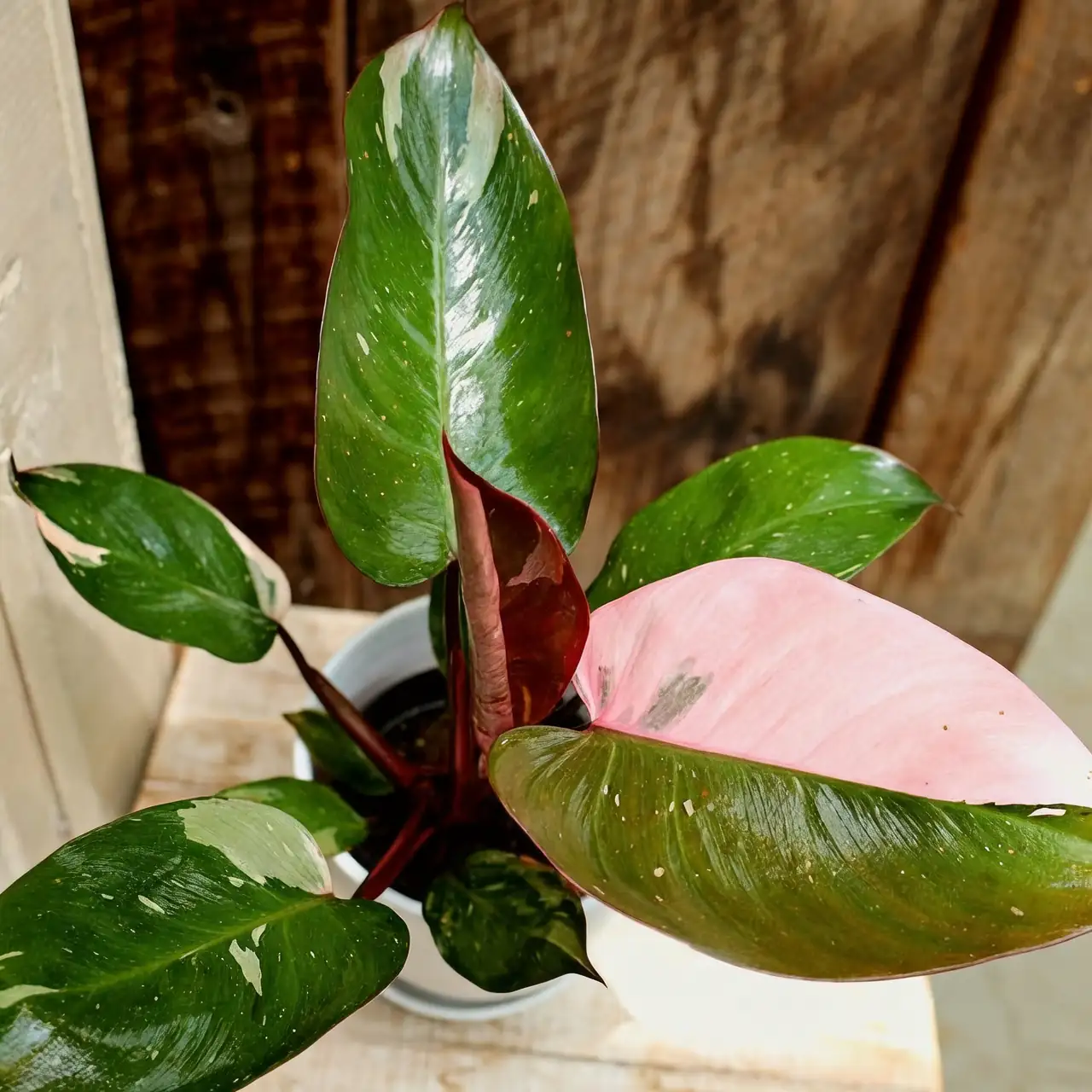 pink princess philodendron in bright indirect light