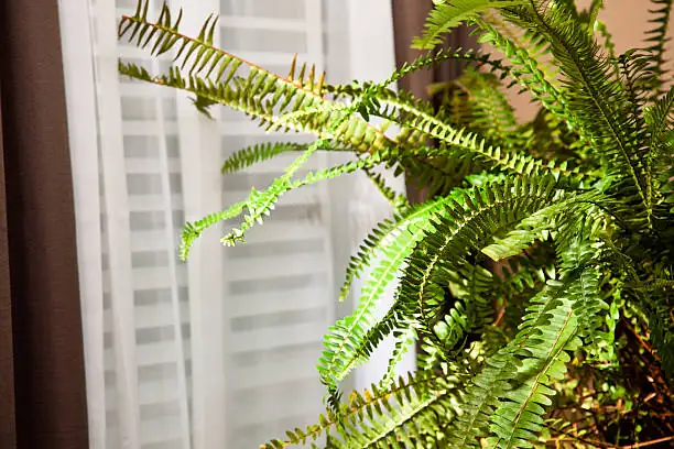 humidifier near pink princess philodendron