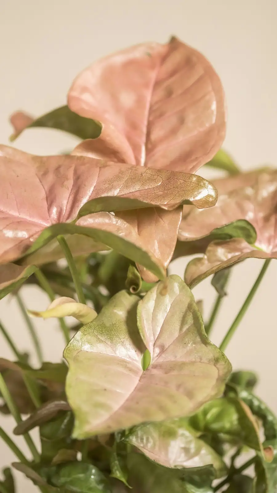 pruning pink princess philodendron