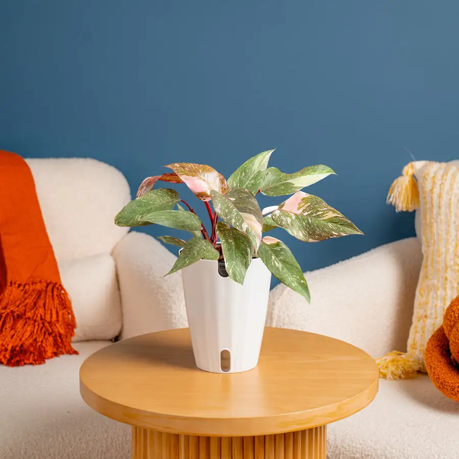 pink princess philodendron social media trend