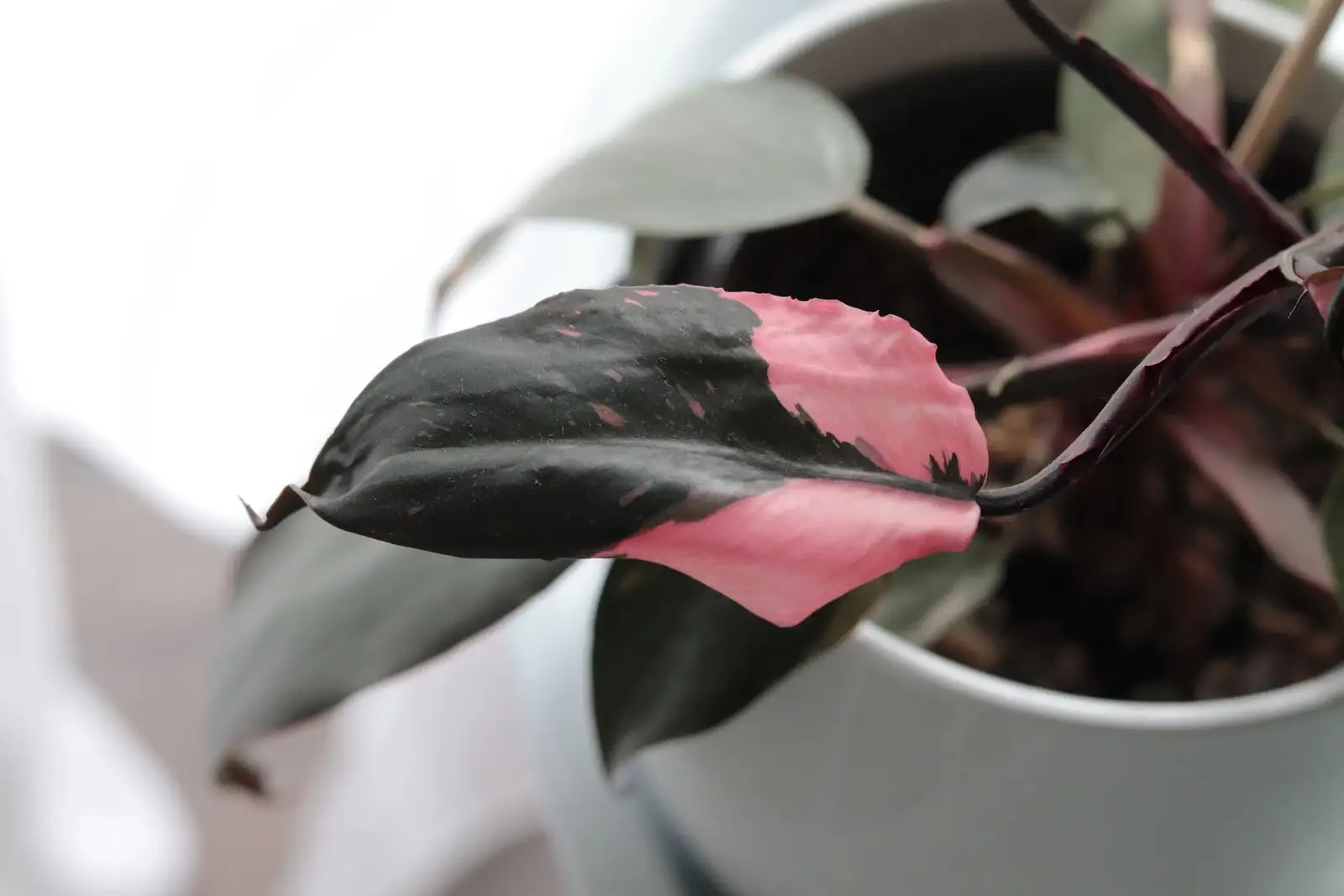 caring for pink princess philodendron