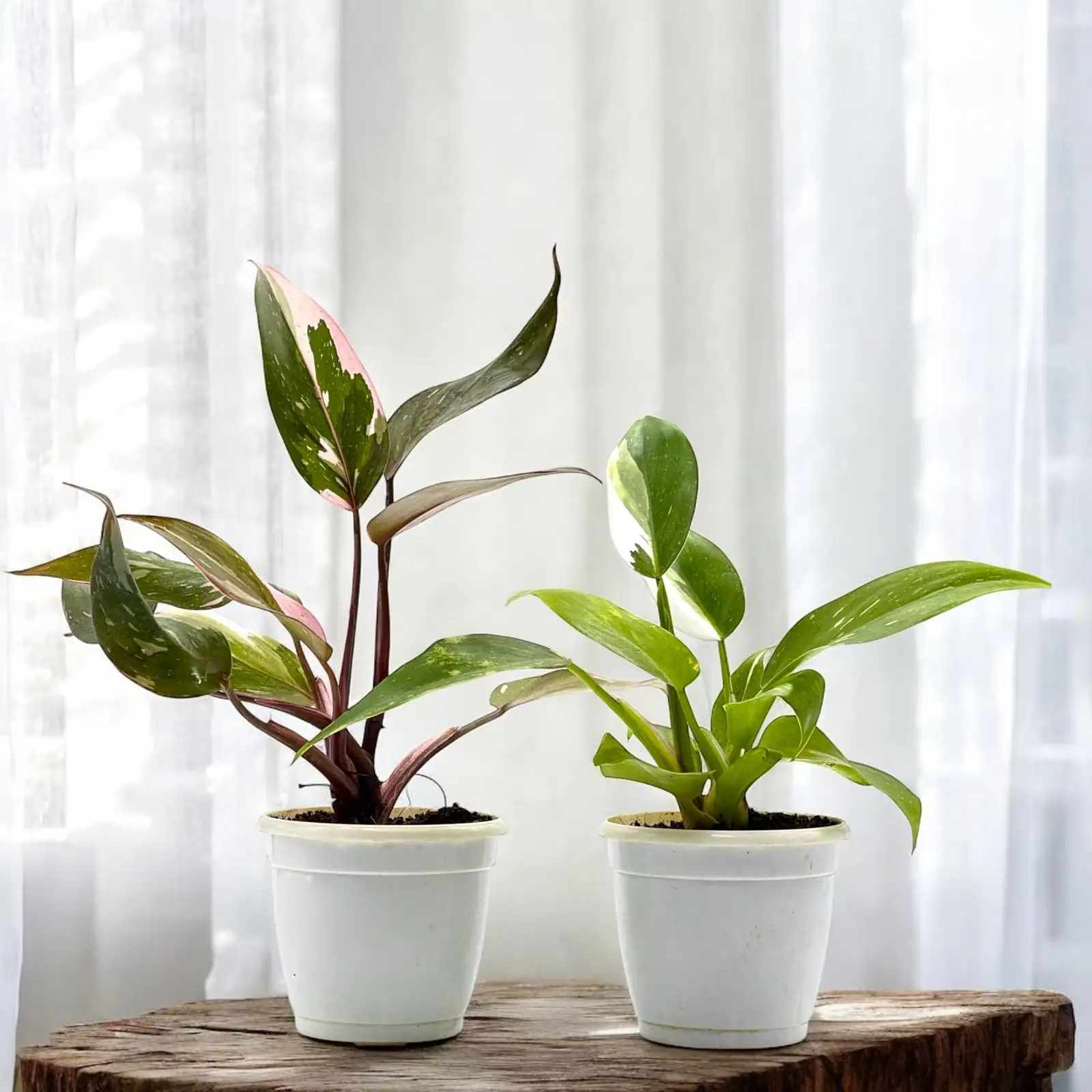 pink princess philodendron office desk