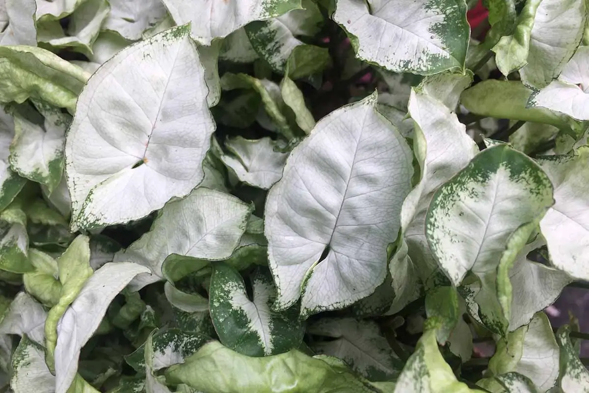 syngonium podophyllum leaves variety