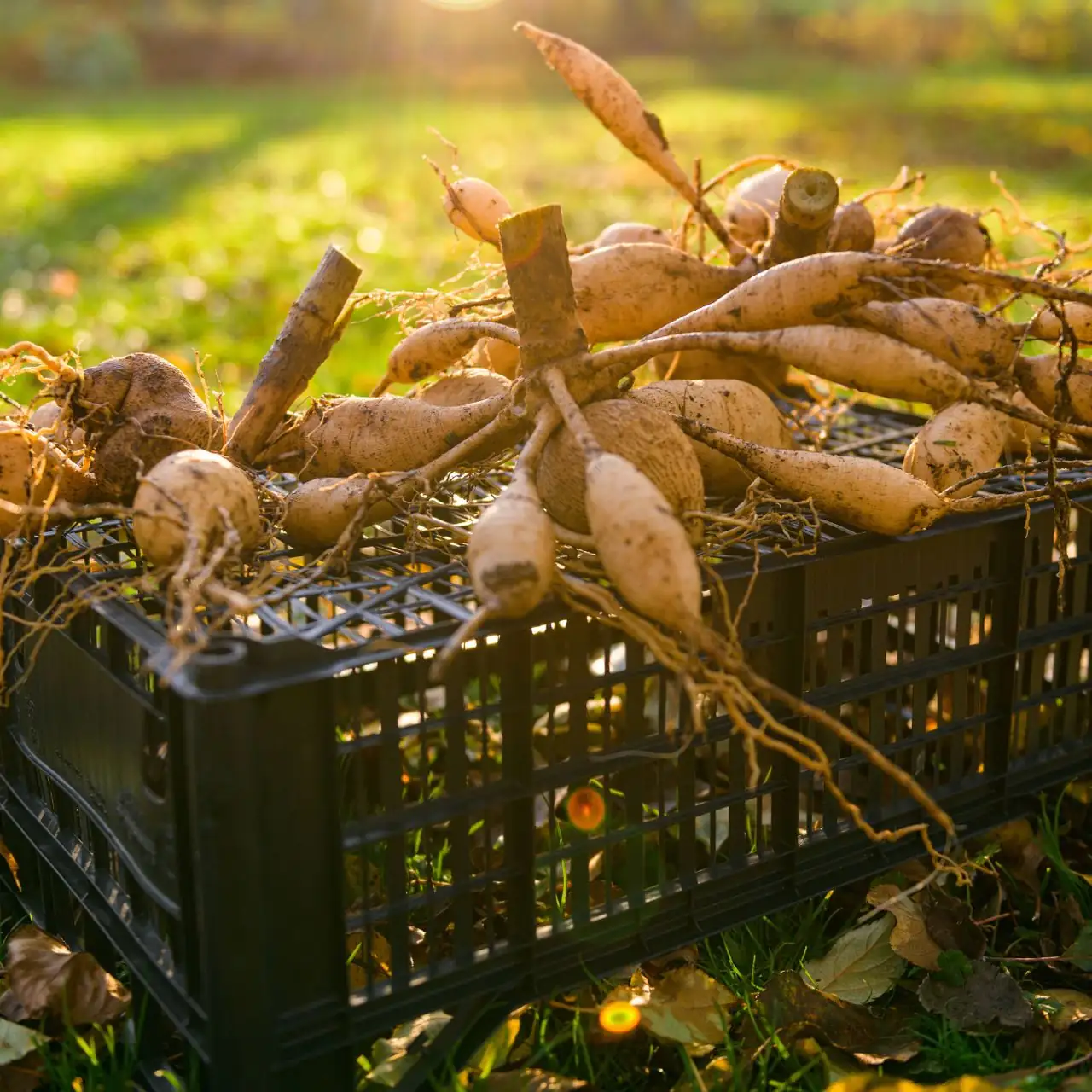 cut caladium tuber drying