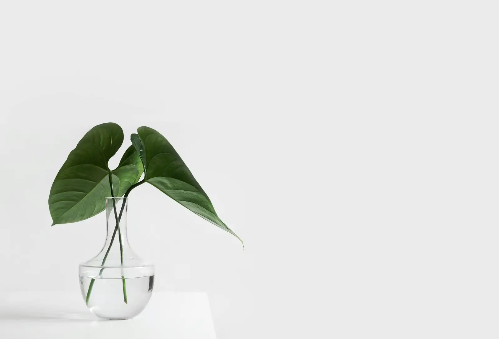 caladium leaf in water vase