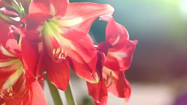 朱顶红养护秘籍：如何让你的花年年开得更灿烂！