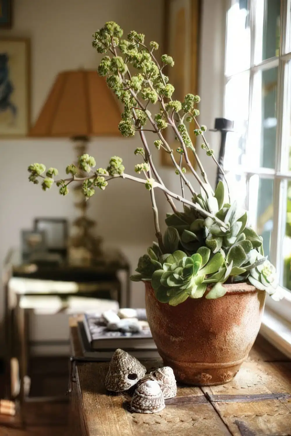caladium with succulents decorative setup