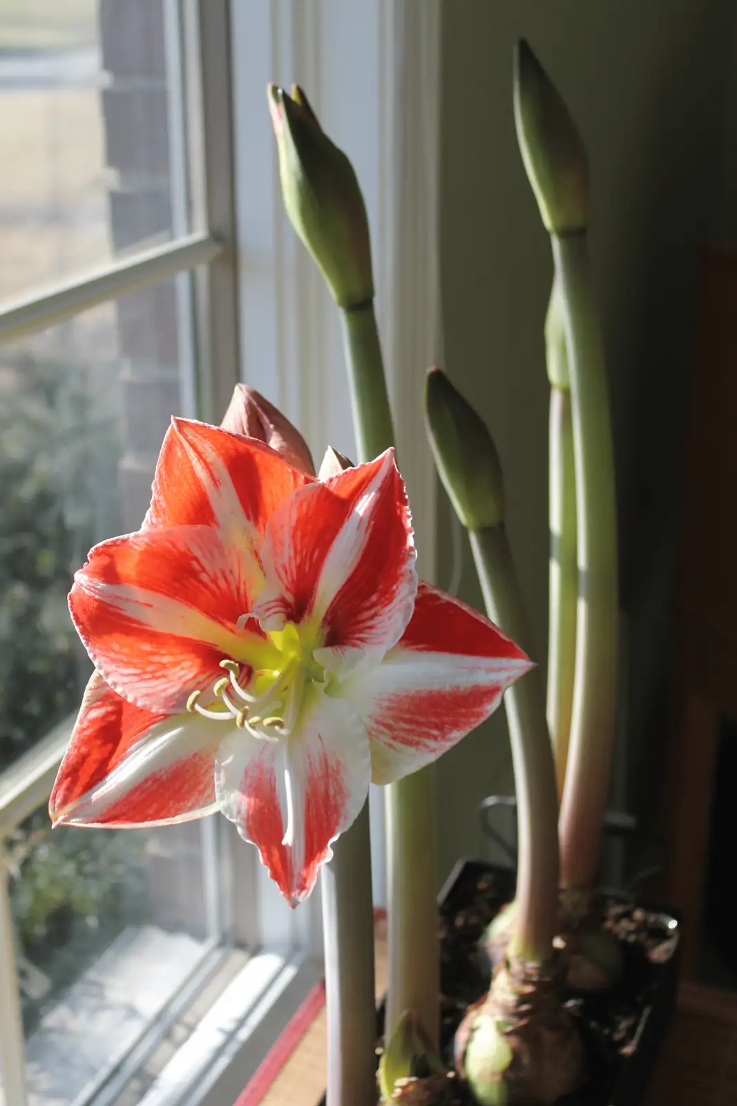amaryllis on sunny windowsill