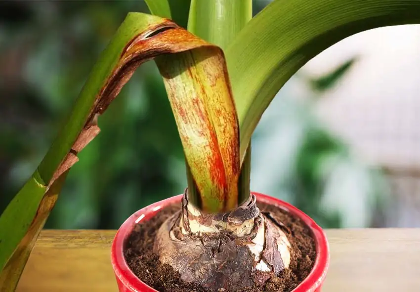 amaryllis pest infestation leaves