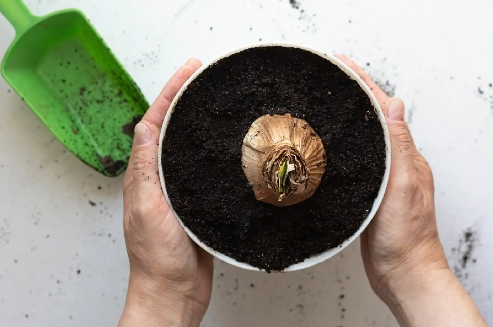 amaryllis bulb selection healthy