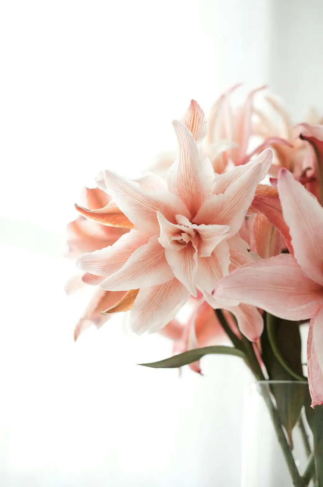 amaryllis blooming window light