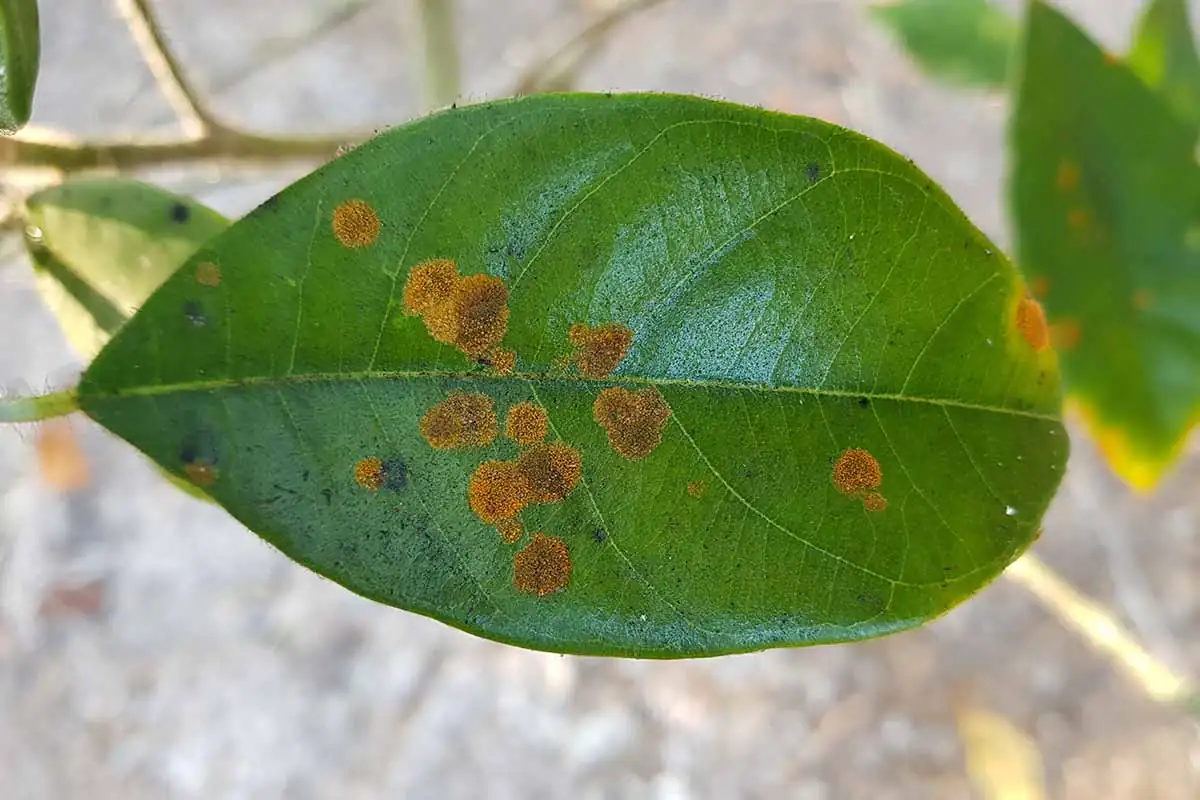camellia leaf anthracnose spots