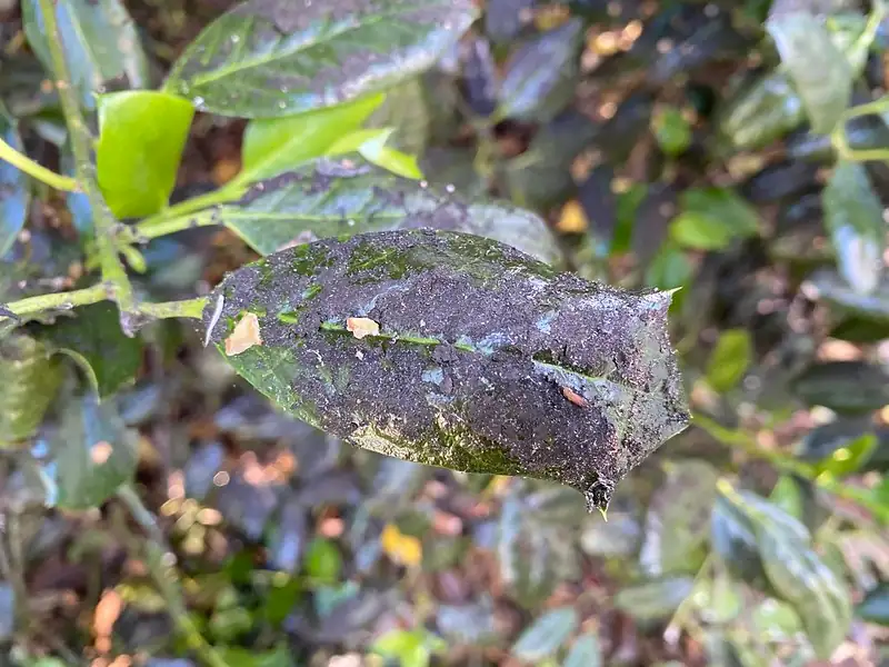 camellia leaves sooty mold