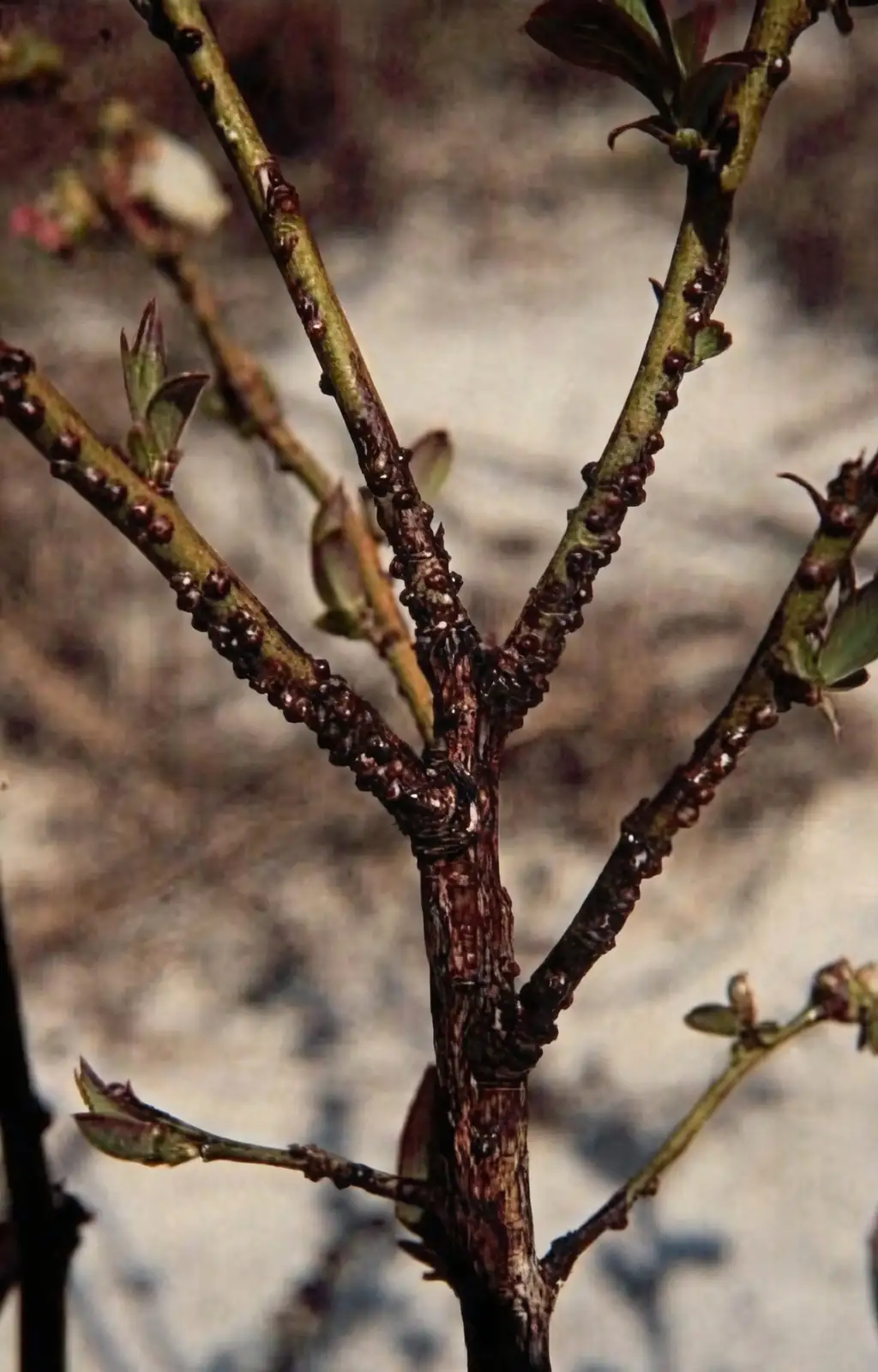 camellia branch scale insects