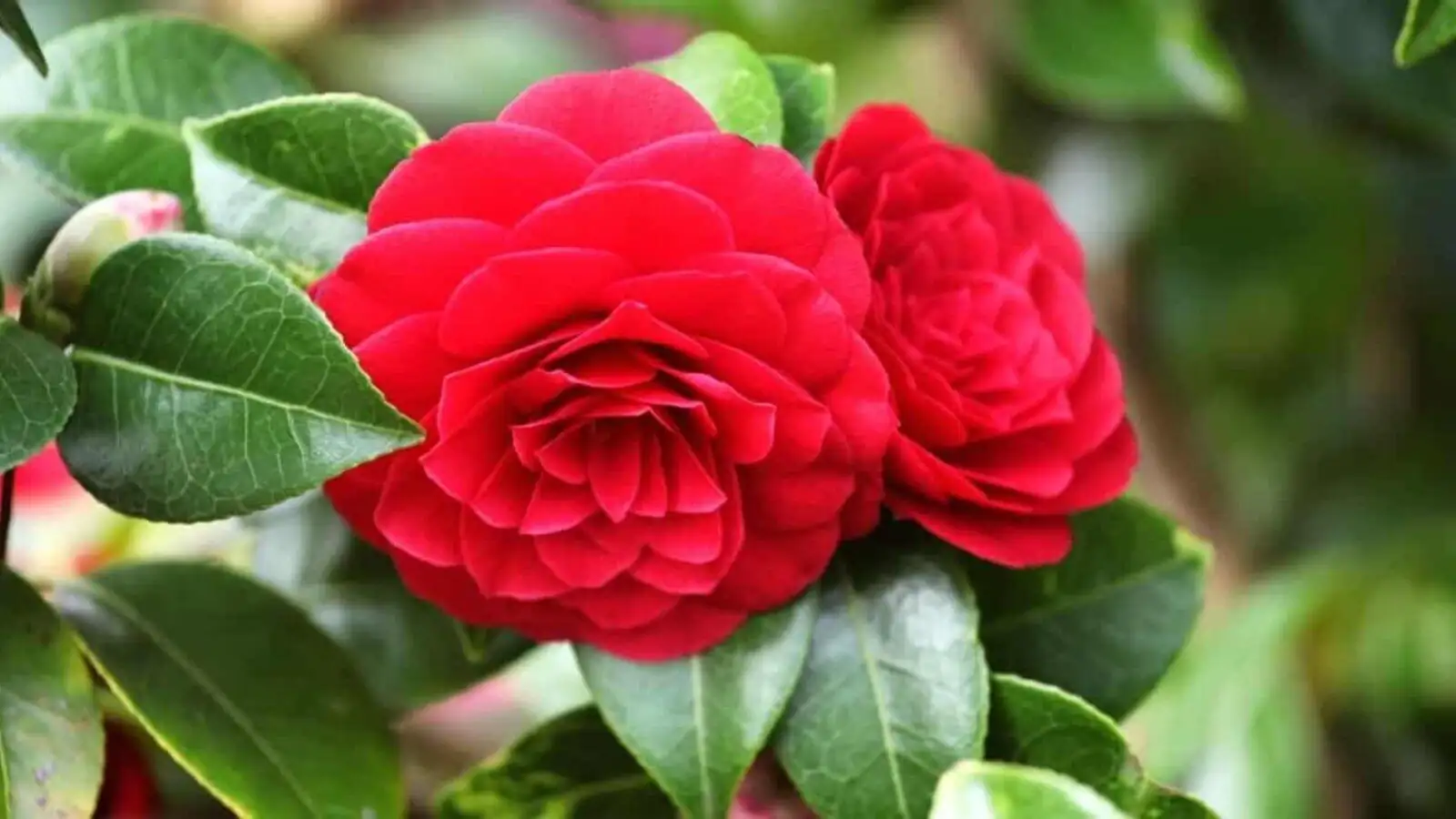 red camellia close-up