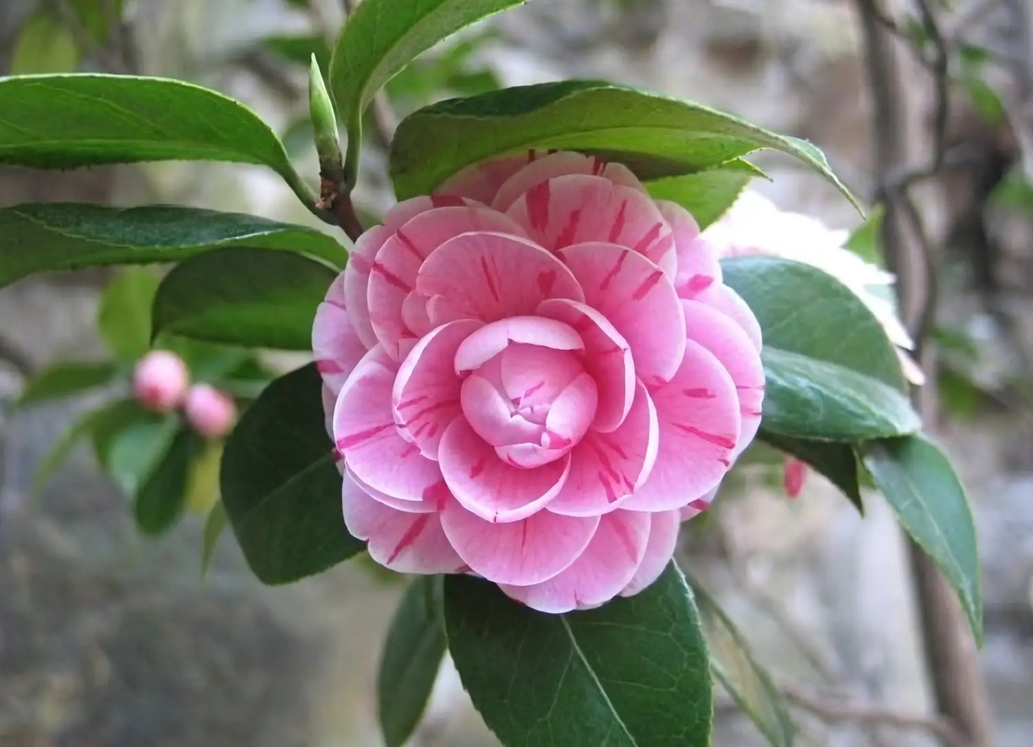japanese camellia garden
