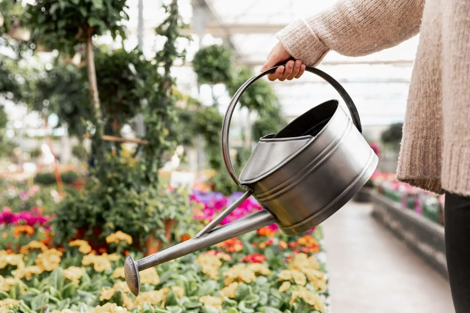 camellia care watering