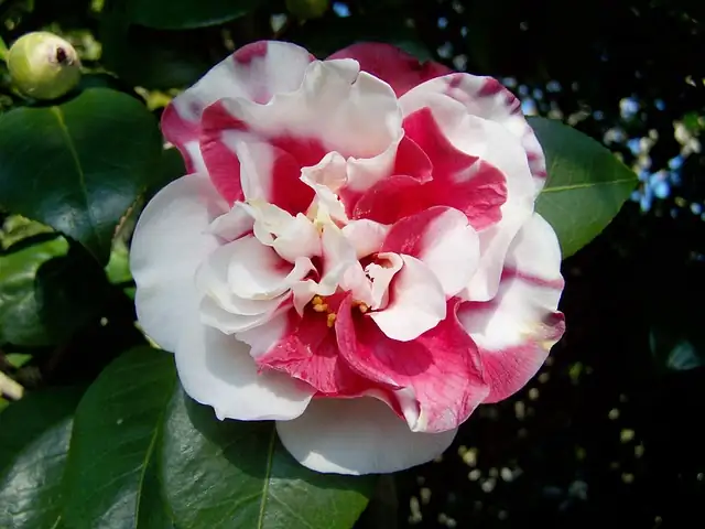 camellia japonica blooming winter garden