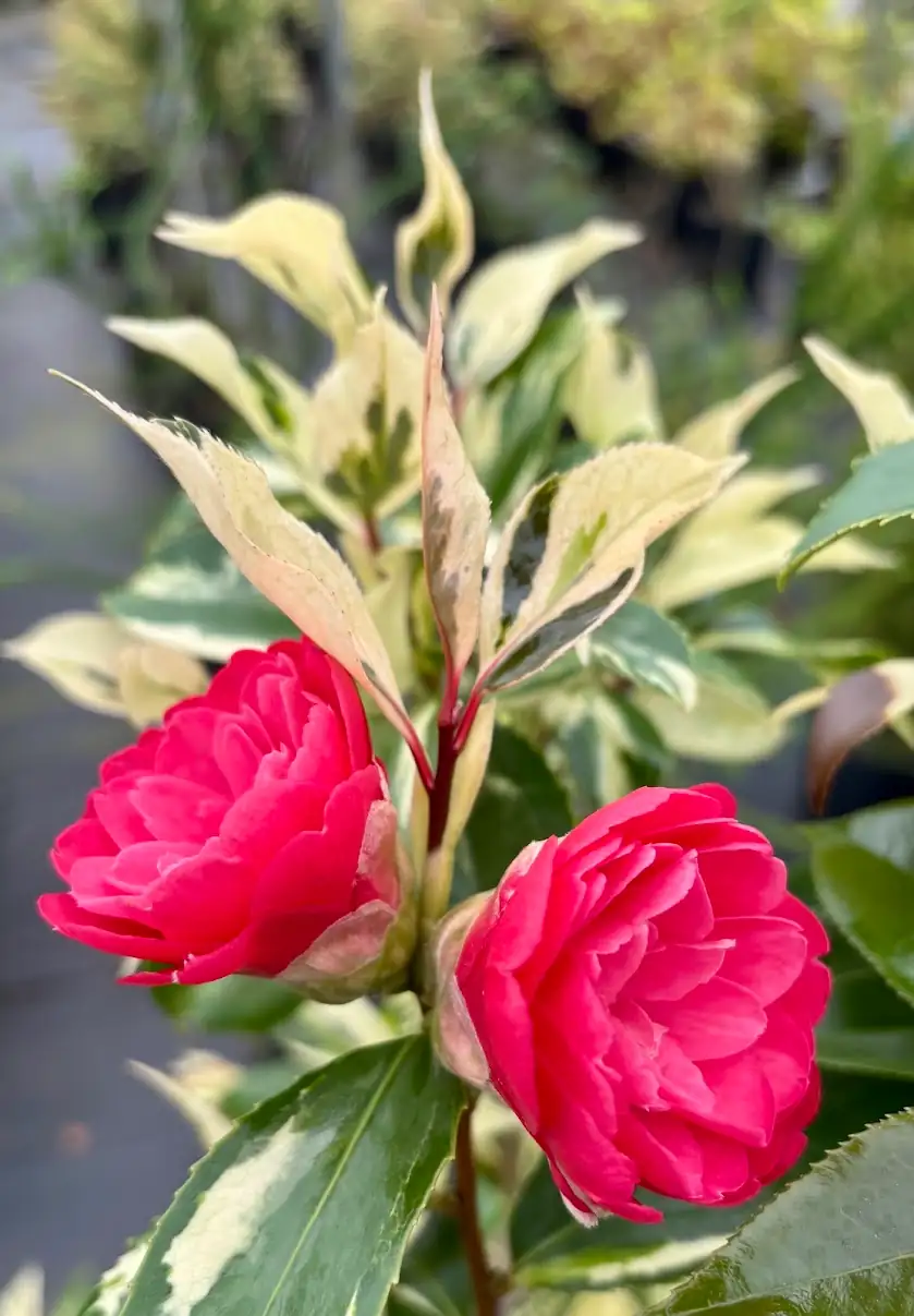 chinese garden camellia in bloom